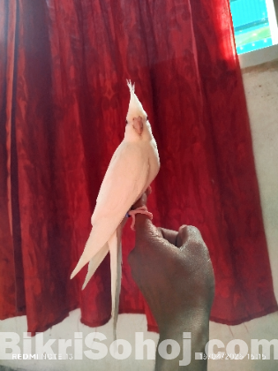 এলবিনো ককাটেল
